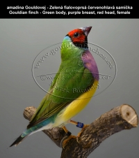 amadina Gouldovej zelené vtáky,  Gouldian finch green body birds